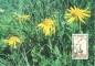 Preview: FL 1116 / 1119 MC ● - 1995